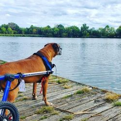 Large Dog Walking Wheels Wheelchair