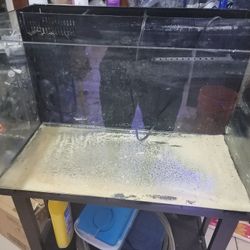 20 Gallon Curved Rimless Fish Tank