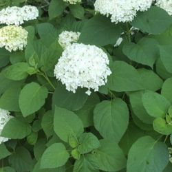 Annabelle Hydrangea(perennial)