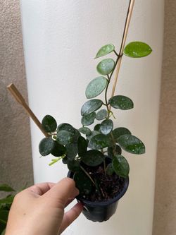 Hoya Mathilde splash plant