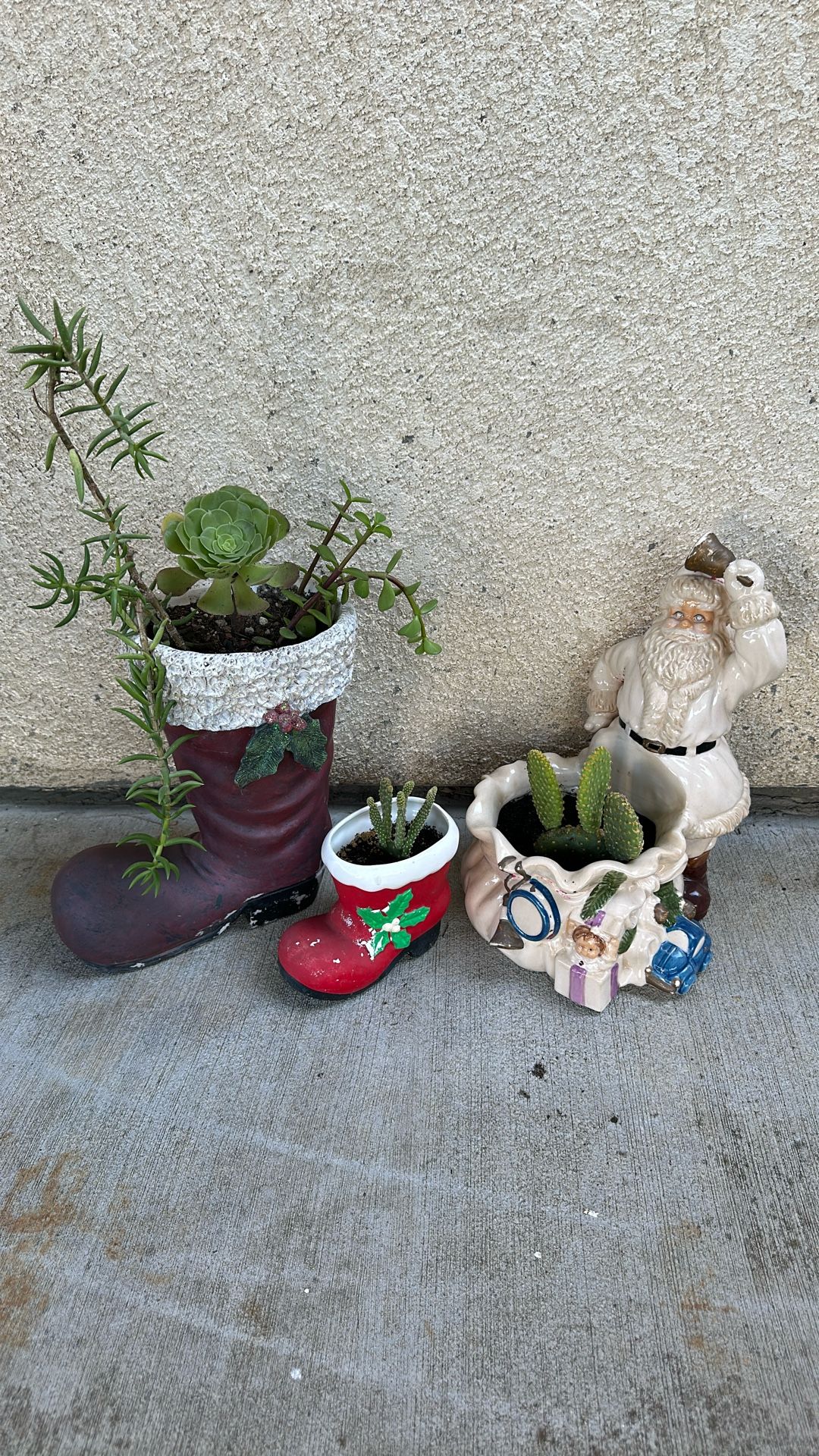 Succulents All 3 For $ 5.00