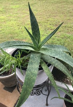 aloe plant