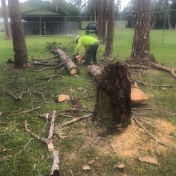 Cut Down Pine Trees