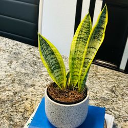Sensevieria plant in Speckled Ceramic Pot