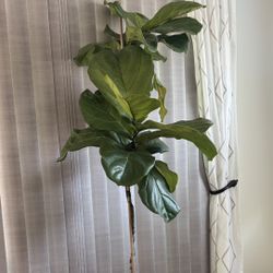 Fiddle Leaf - 6’ft