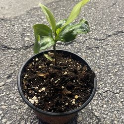 Black sapote  fruit seedlings