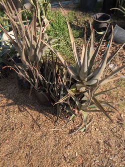 Plant yard sale
