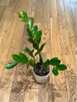ZZ indoor plant