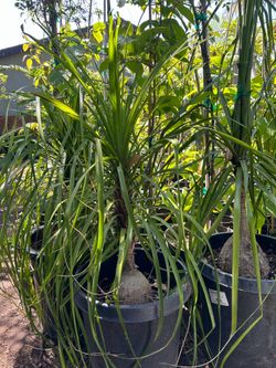 Ponytail Palm