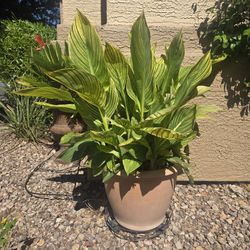 Broad Leaf Canni Lily Plant In 14inch Plastic Pot