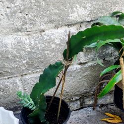 Red Dragon Fruit Plant- Rooted In 6in Pot 