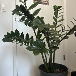 ZZ Plant