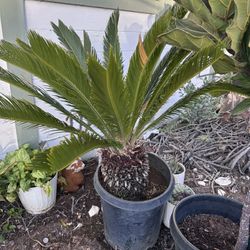 Palm