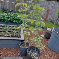 6' Maple Tree 