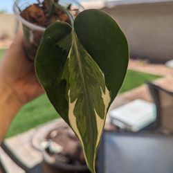 Philodendron Rio - Rare Plant