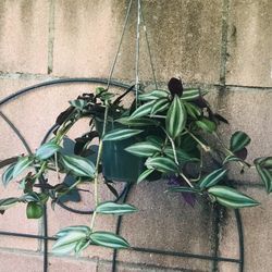 $6 Hanging Plant