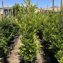 Carolina Cherry Privacy Hedge