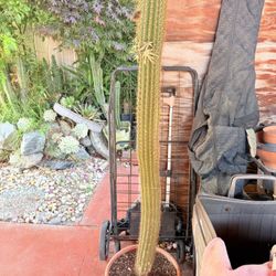 Cactus 🌵 40