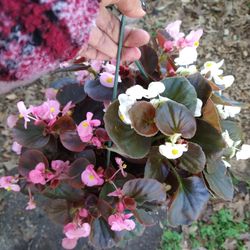 Begonia Rosa Y Blanco 6