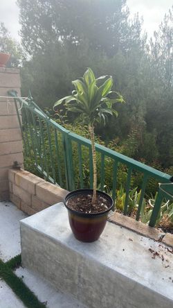 Dracaena fragrans (commonly called a corn plant). 🪴