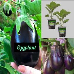 veggies Starters plants in 4" vegetales en 4" 