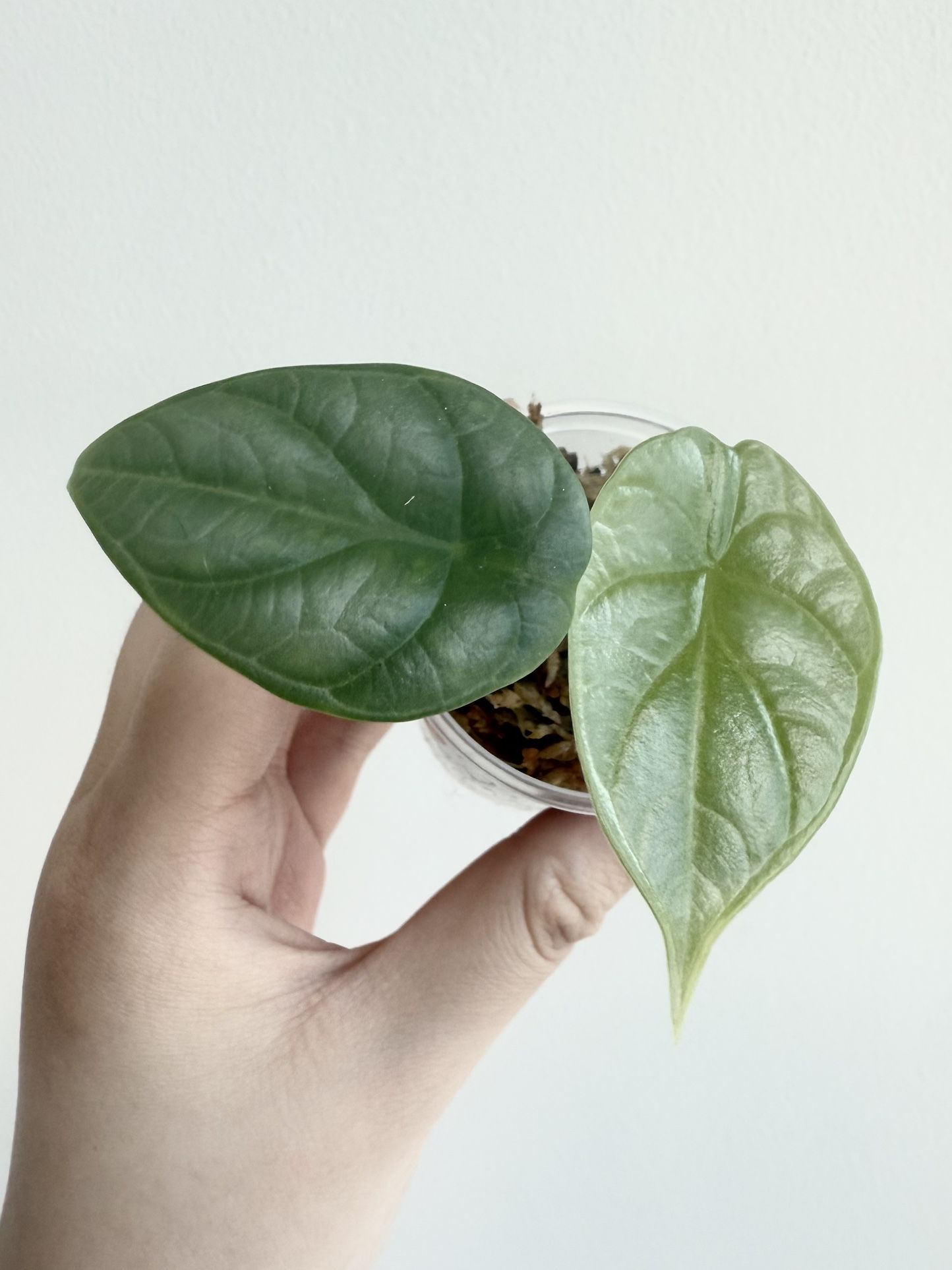 Alocasia Silver Dragon