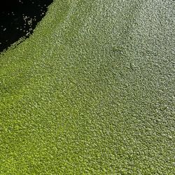 Duckweed 