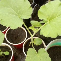 🎃Pumpkin Plant (Calabasa)