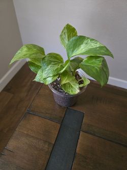 Live Plant marble pothos 4 inch pot