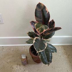 Pink Variegated Rubber Plant With Ceramic Pot