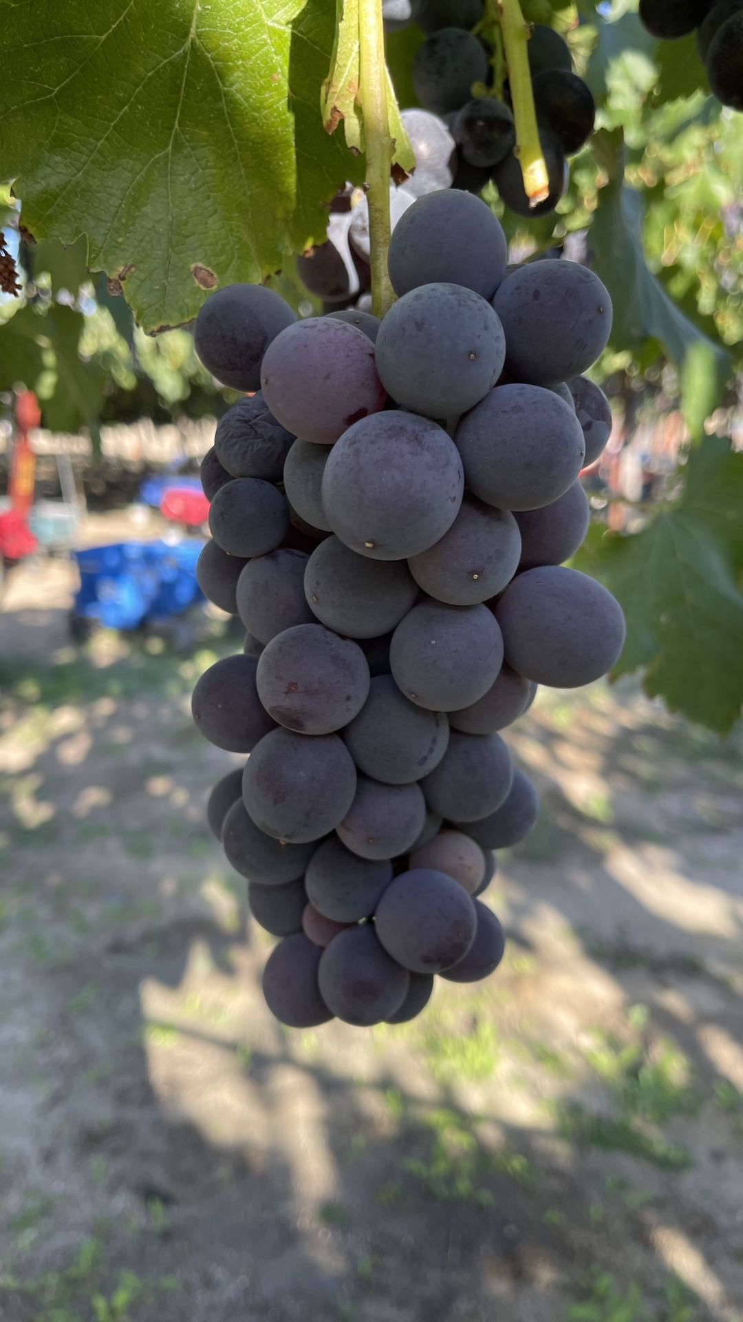 Table Grapes (kyoho)