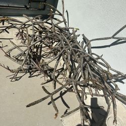 Plumeria Cuttings!!! Red, Pink, White!  