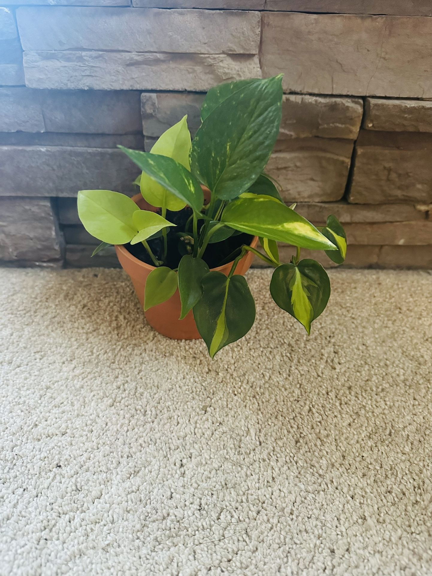 Beautiful Plant With Pot Included. Brazilian Philodendrons, Neon Pothos and Hederacum Philodendrons