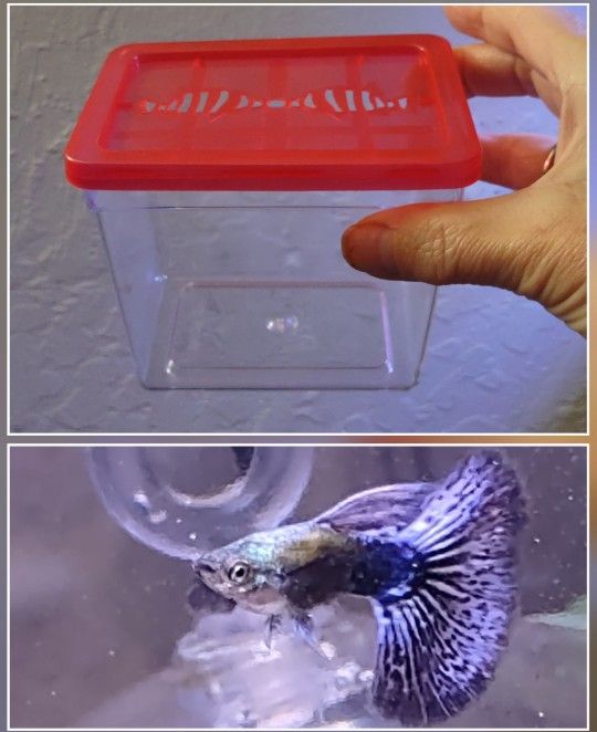 Travel Container For Aquarium Life