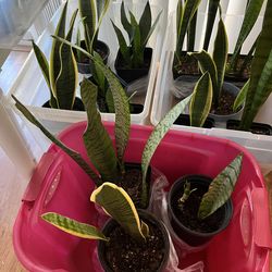 Plants $10 each