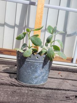 Succulent Plant in Galvanized Metal Pot
