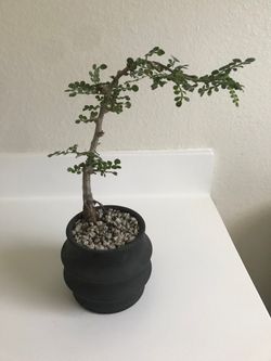 Operculicarya decaryi bonsai