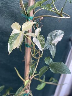 Syngonium Albo Variegated  Tall Plant, Is Full Shade Light Require Is In 2 Gallons Por Pick Up Only