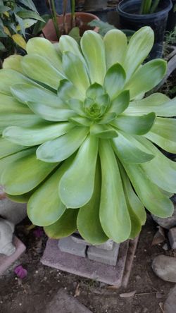 Hermosa Planta Natural 