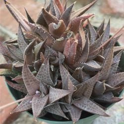 Haworthia “Alligator Plant ”  Succulent
