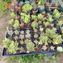 99 Cent Succulent Sale!!!