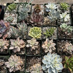 Succulents