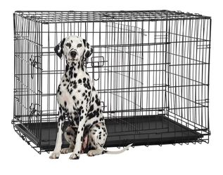Dog  kennel