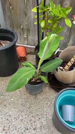 Hardy Banana Tree Pup