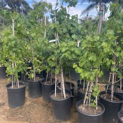 Grape Vines- Strawberry plants- Blueberry plants- Blackberry plants- Gooseberry Plants- Currant Berry Plants-