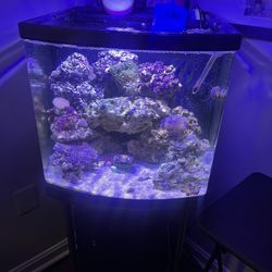 Saltwater Tank 