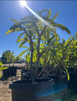 Plumeria Plants White And Yellow