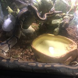 50 Gallon Aquarium Snake Habitat 