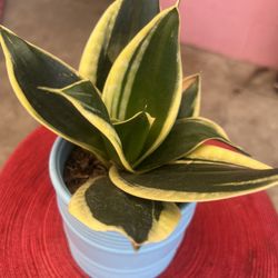 Dwarf Snake Plants/ Indoor Plant