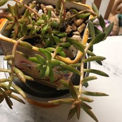 Beautiful Succulent Arrangement In A New Valentine's Day Inspired Ceramic Pot